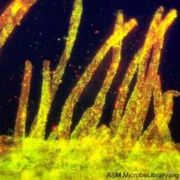 Protective Biofilm on the Root Hairs of a Plant