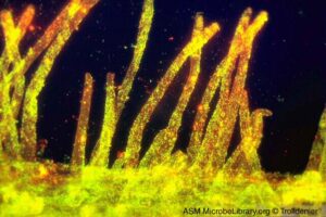 Protective Biofilm on the Root Hairs of a Plant